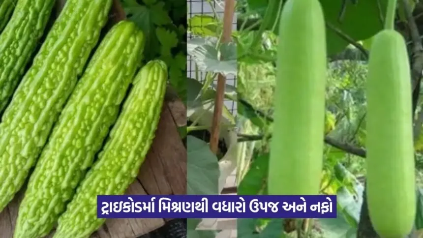 Vegetable farming
