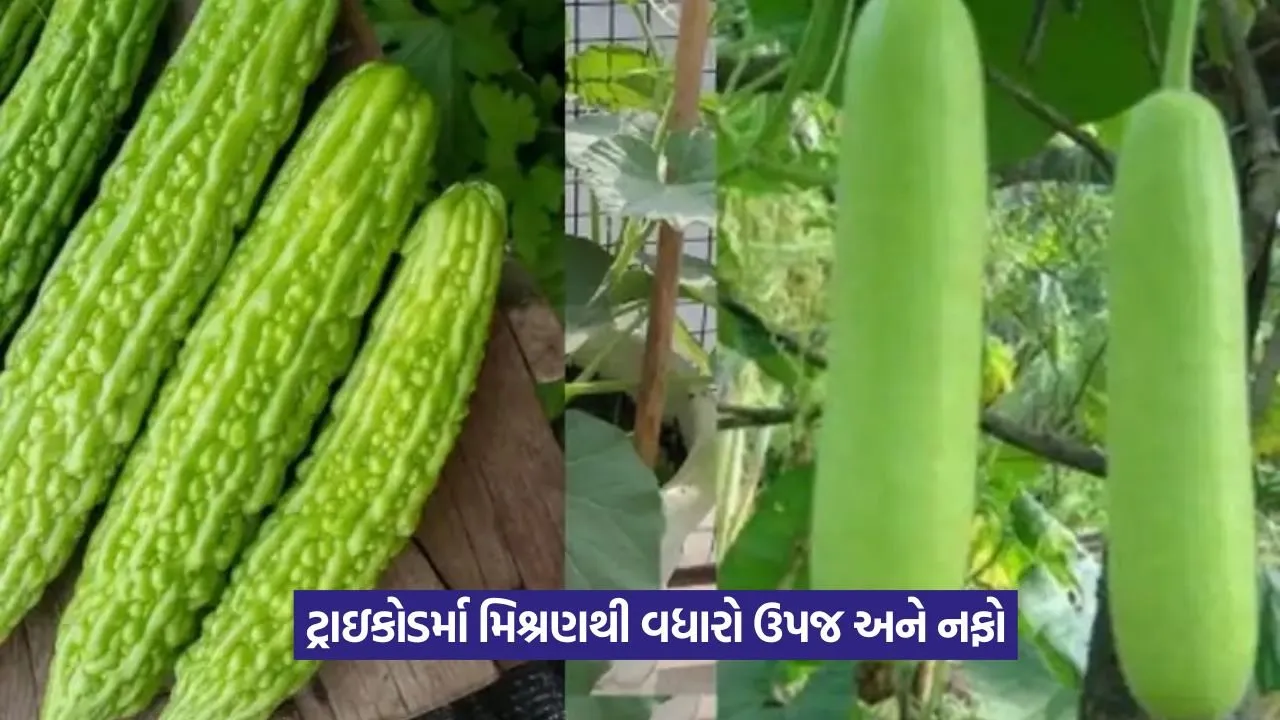 Vegetable farming