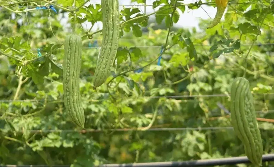 Vegetable farming: ટ્રાઇકોડર્માથી શાકભાજી ખેતીમાં કમાલ 3 Vegetable farming