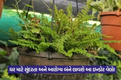 Indoor Vine Benefits