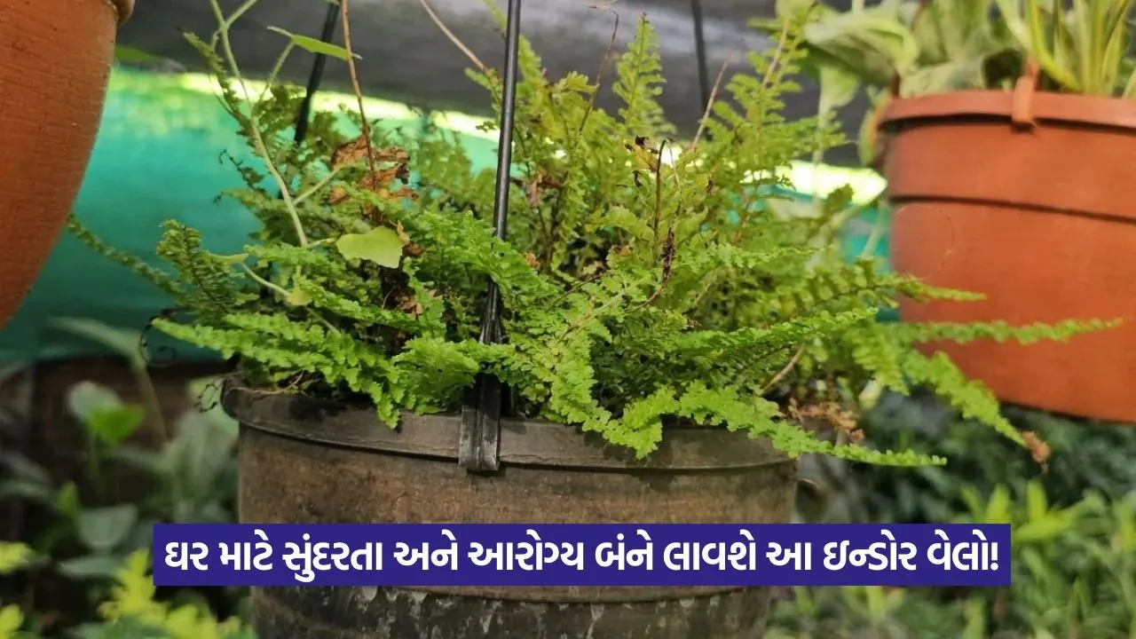 Indoor Vine Benefits