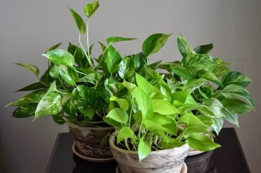 Indoor Vine Benefits: ઇન્ડોર વેલ ઘરની શોભા સાથે તંદુરસ્તી માટે પણ છે ફાયદાકારક 2 Indoor Vine Benefits