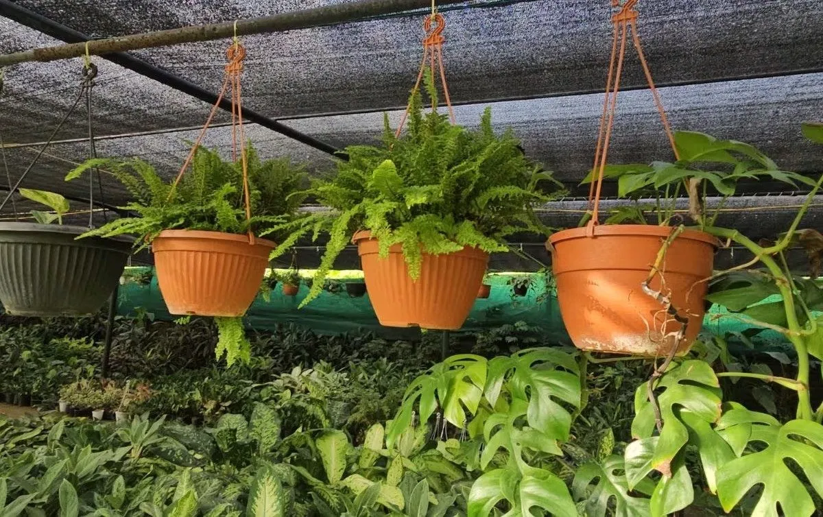 Indoor Vine Benefits: ઇન્ડોર વેલ ઘરની શોભા સાથે તંદુરસ્તી માટે પણ છે ફાયદાકારક 3 Indoor Vine Benefits