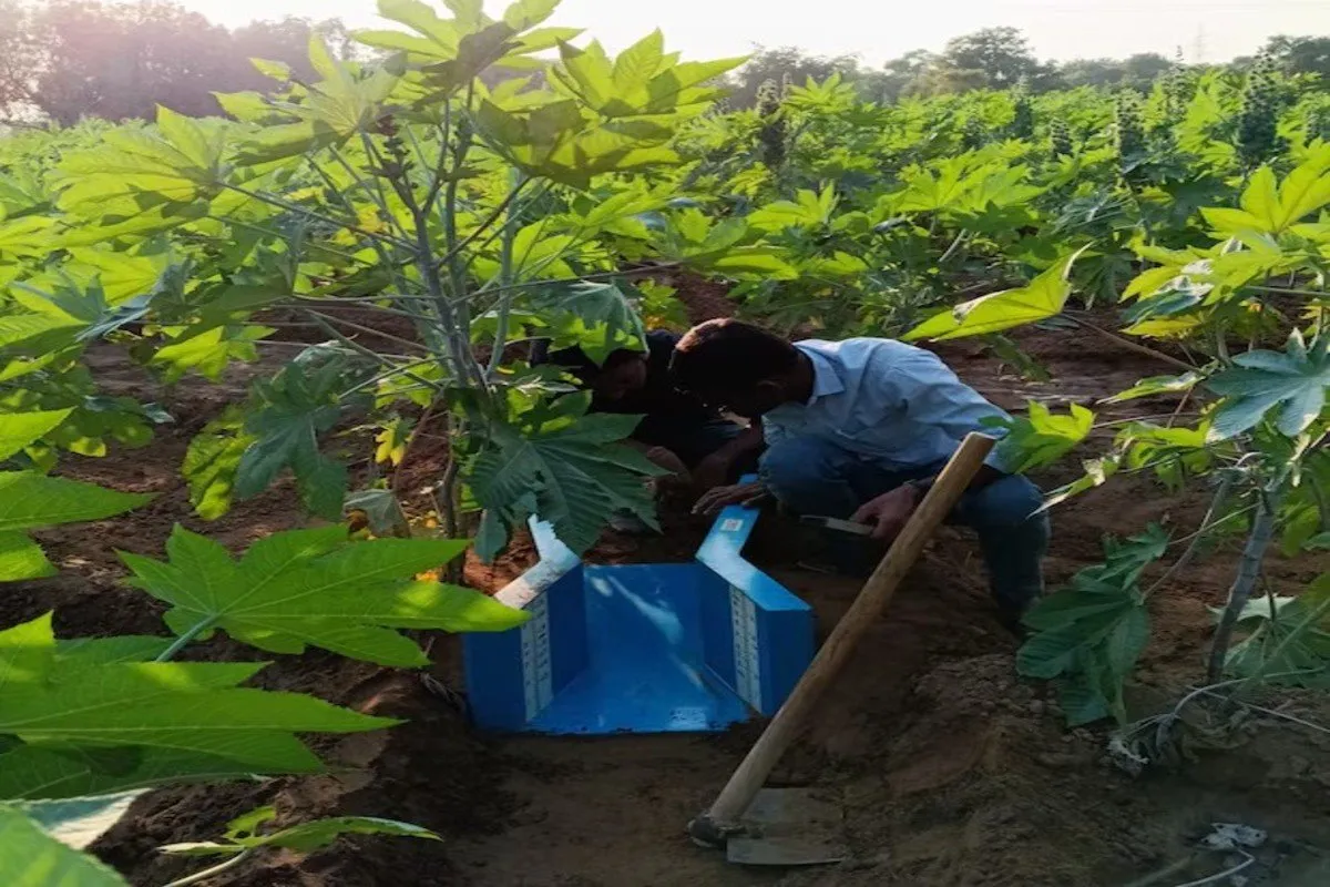 High castor yield with new irrigation method 1.jpg