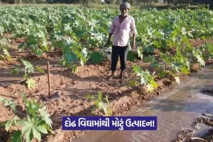 High castor yield with new irrigation method 2