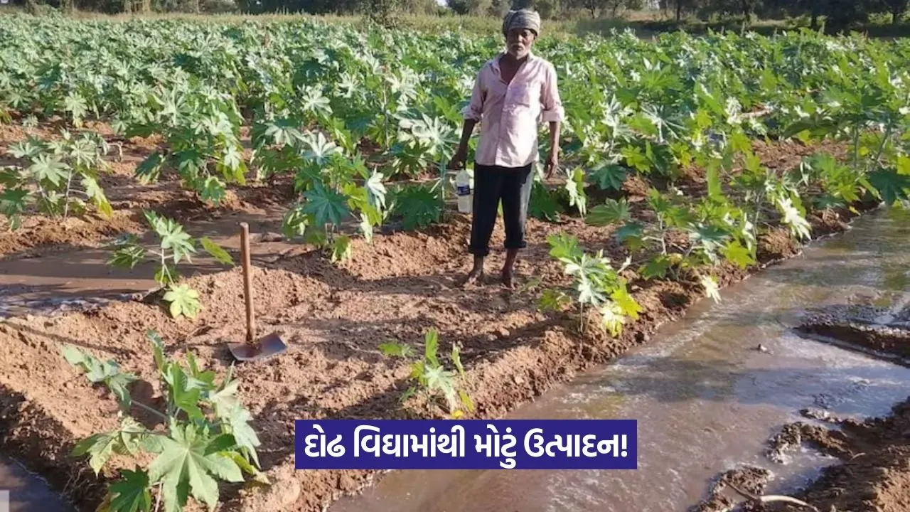 દોઢ વિઘામાંથી 61 મણ એરંડા, ખેડૂત કીર્તિજીને નવી પિયત પદ્ધતિથી મળી સફળતા 17 High castor yield with new irrigation method 2.jpg