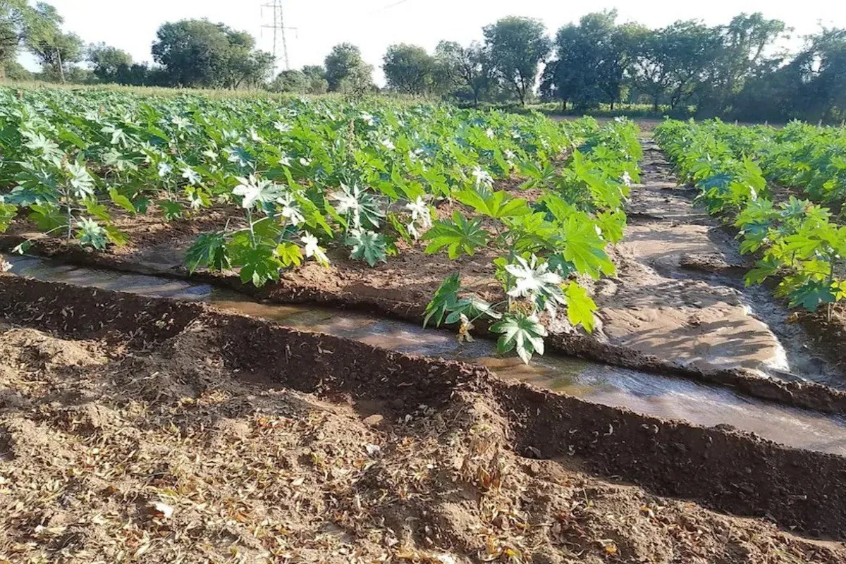 High castor yield with new irrigation method 3.jpg