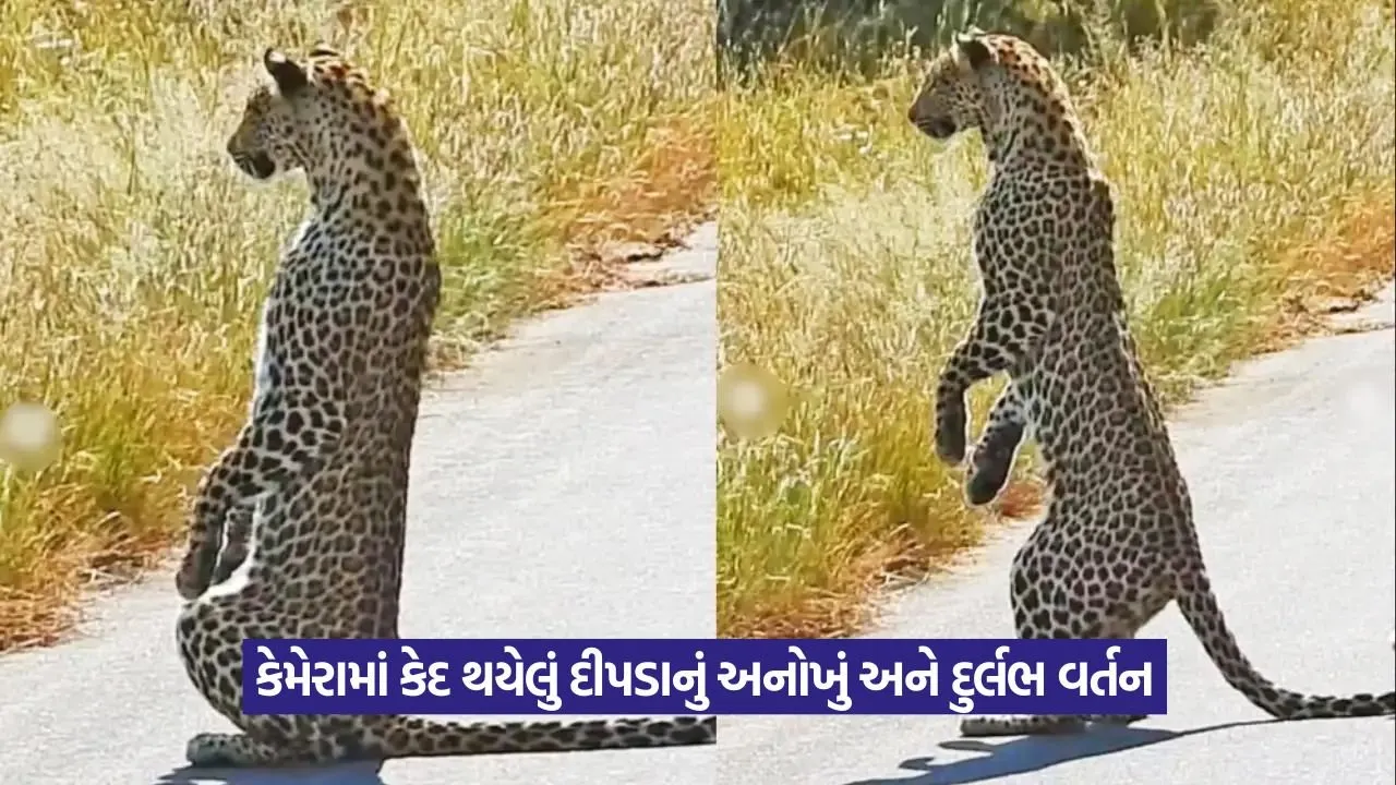 Video: ઈમ્પાલાની ગંધ આવતા જ દીપડાનું દુર્લભ વર્તન કેમેરામાં કેદ: વીડિયો થયો વાયરલ 22 dipso.jpg