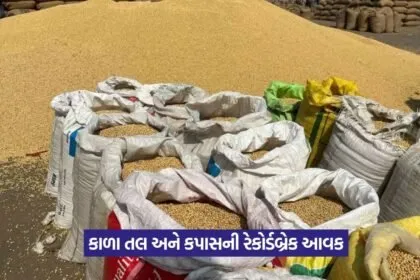 Rajkot Market Yard crop prices 1
