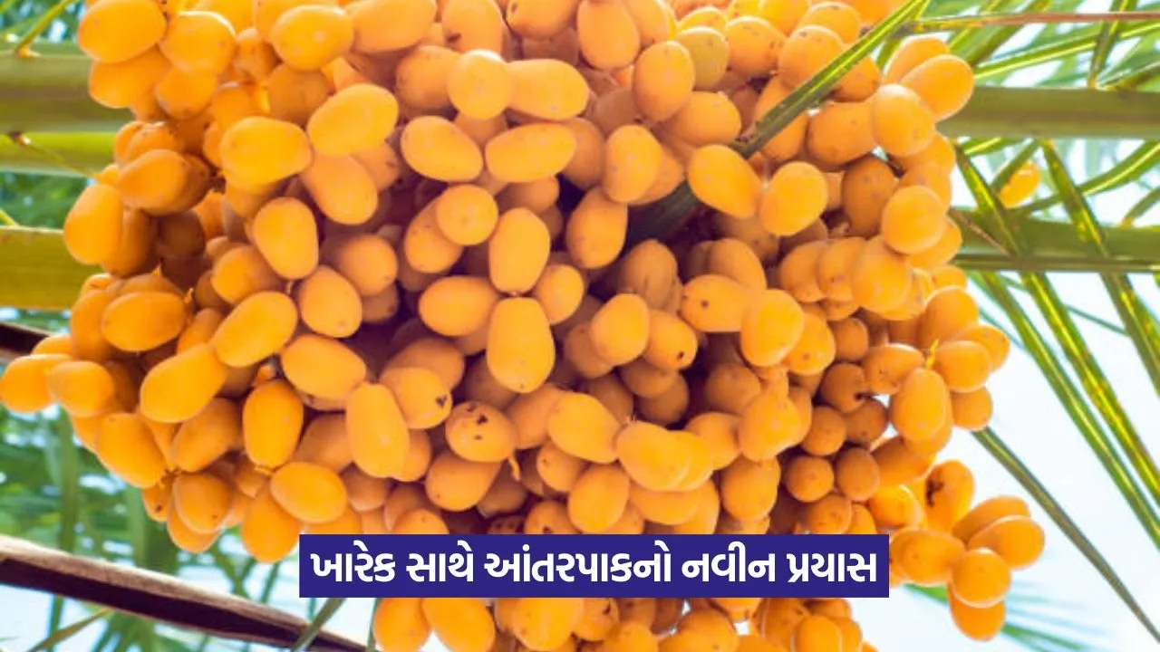 ખારેકની વચ્ચે ઉગાડ્યા આંતરપાકો, ખેડૂતને મળ્યો લાખોનો નફો 23 Intercropping with Date Palm 1.jpeg