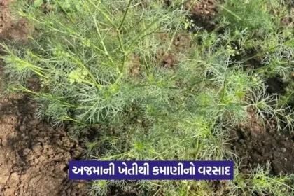 Ajma farming profit 1