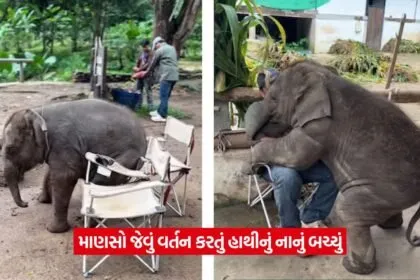 hathi