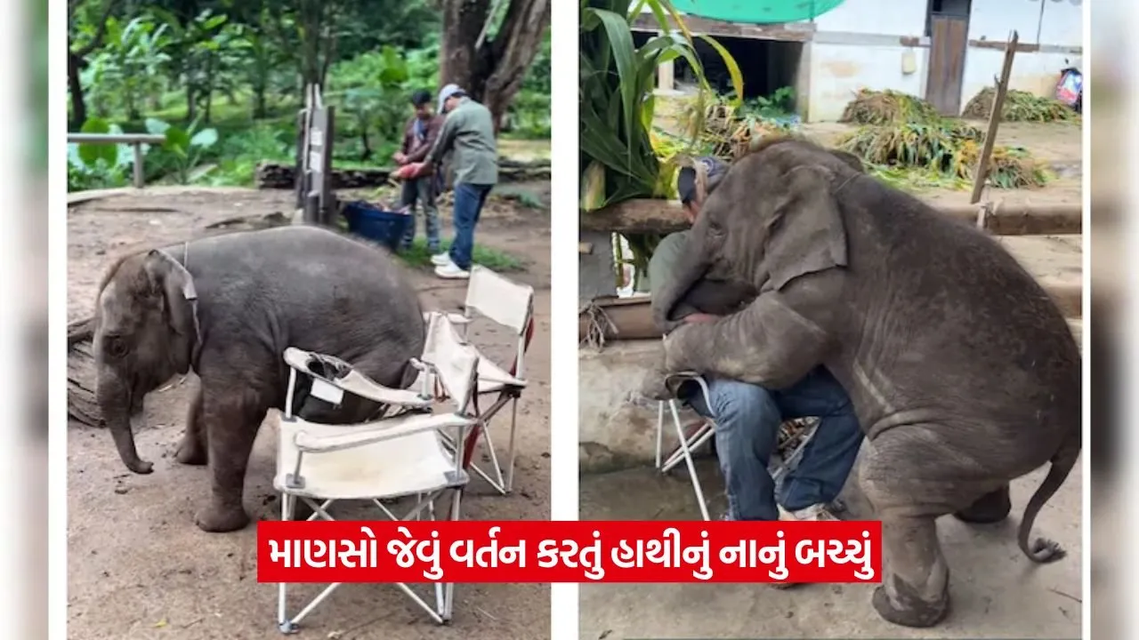 Video: ખુરશી પર બેસવાનો નાનકડા હાથીનો રમુજી પ્રયાસ - જુઓ પછી શું થયું! 22 hathi.jpg