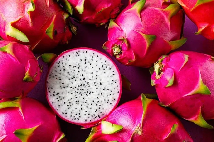 બેરલમાં ડ્રેગન ફ્રૂટથી કરોડોની કમાણી 2 dragon fruit barrel farming 1.jpg