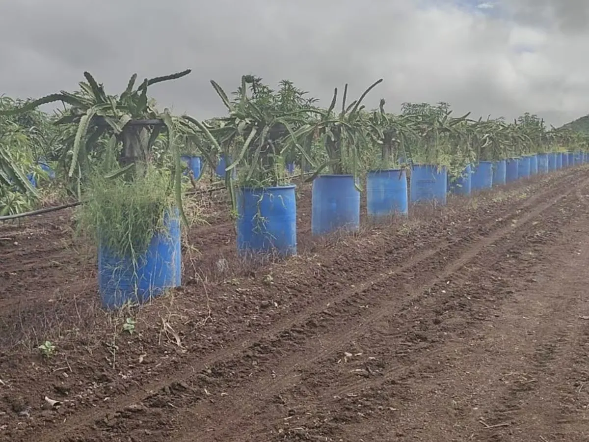 બેરલમાં ડ્રેગન ફ્રૂટથી કરોડોની કમાણી 3 dragon fruit barrel farming 2.jpeg