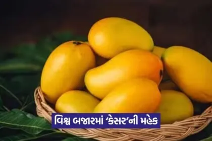 Kesar 2107