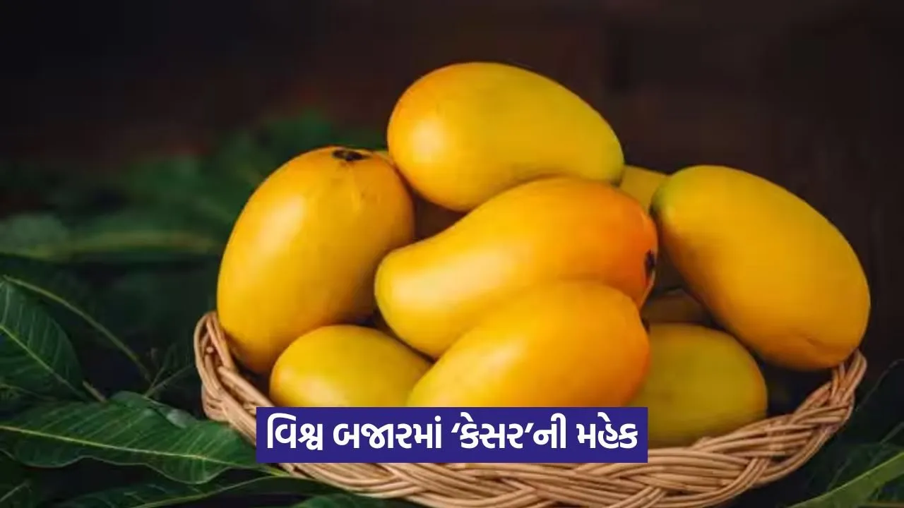 ગુજરાતમાંથી ૩,૦૦૦ ટનથી વધુ કેરીની નિકાસ 22 Kesar 2107.jpg