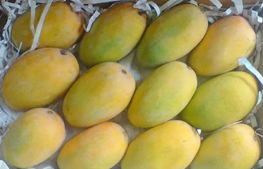ગુજરાતમાંથી ૩,૦૦૦ ટનથી વધુ કેરીની નિકાસ 3 Kesar keri.jpg