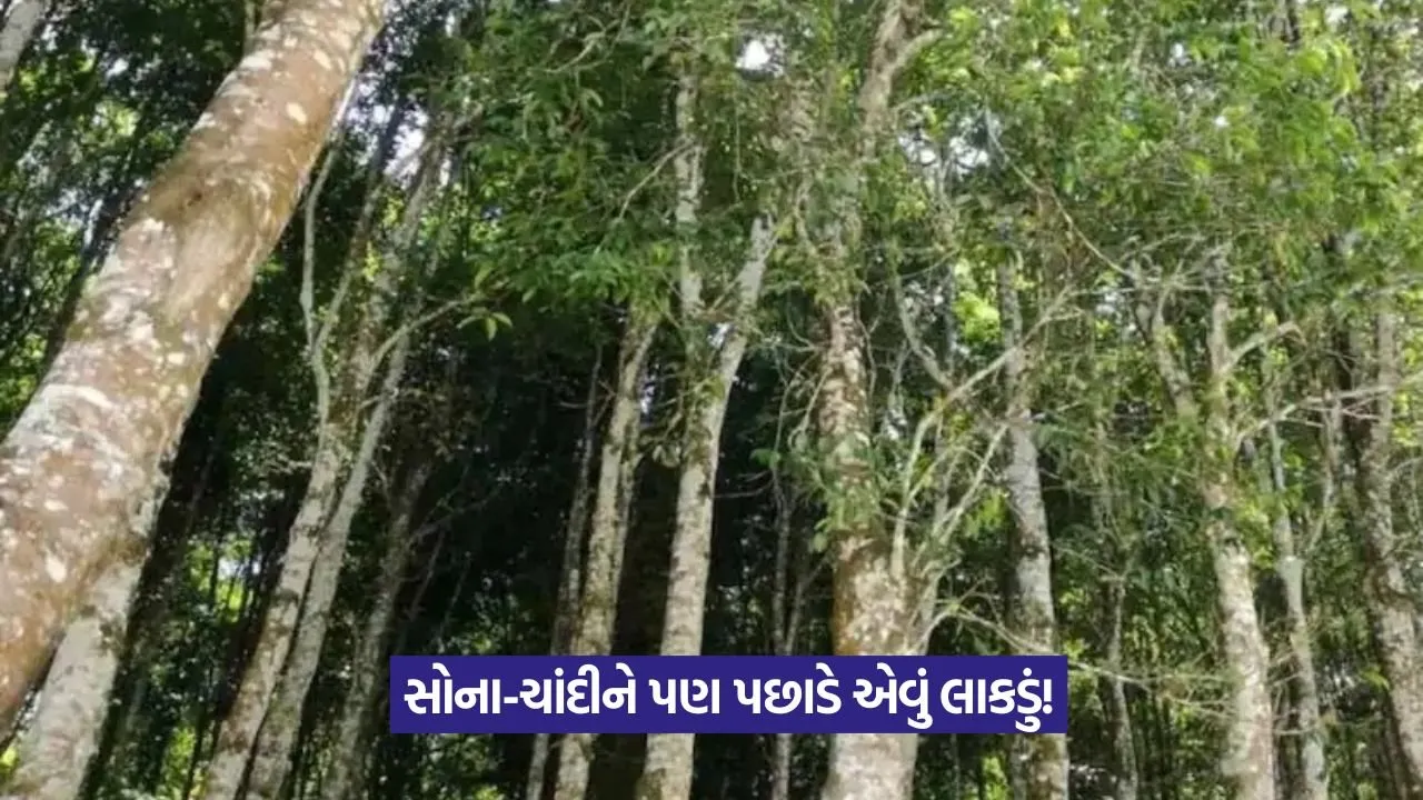 સોના-ચાંદી કરતા પણ મોંઘું લાકડું: જાણો અગરવુડ વિશે 23 most expensive wood in the world 1.jpeg