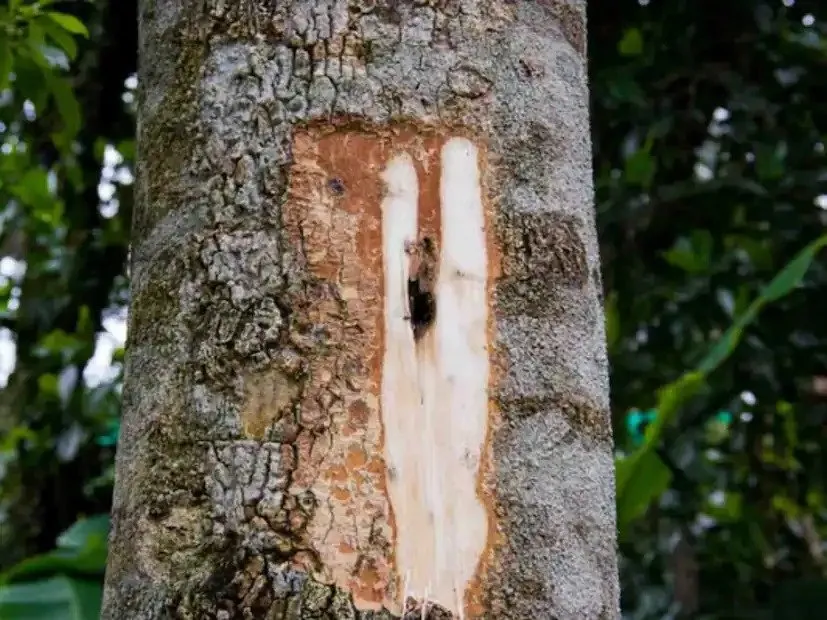 સોના-ચાંદી કરતા પણ મોંઘું લાકડું: જાણો અગરવુડ વિશે 3 most expensive wood in the world 2.jpeg