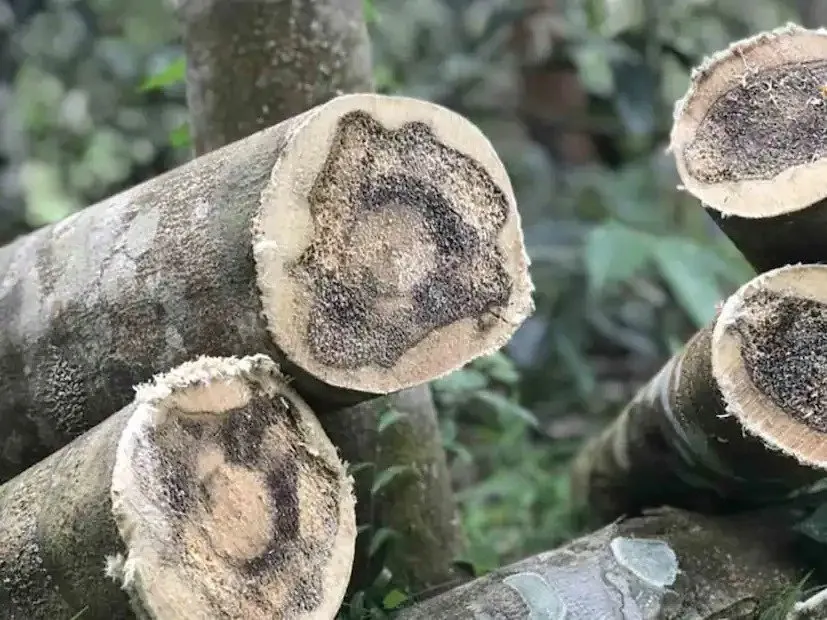 સોના-ચાંદી કરતા પણ મોંઘું લાકડું: જાણો અગરવુડ વિશે 2 most expensive wood in the world 3.jpeg