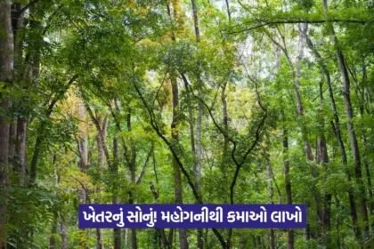 Mahogany tree cultivation 1