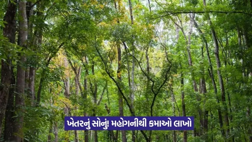 Mahogany tree cultivation 1