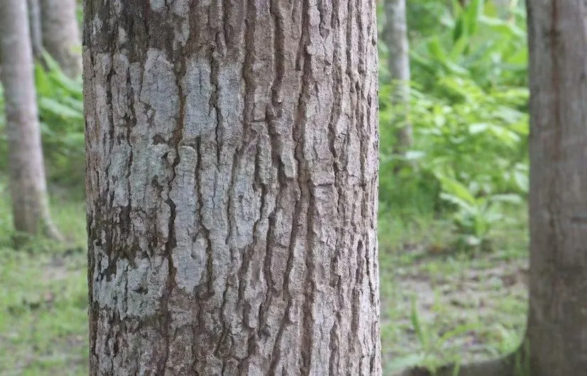 ખેતરમાં ઉગશે ‘સોનું’: મહોગનીના વૃક્ષથી થશે લાખોની કમાણી 2 Mahogany tree cultivation 3.jpeg