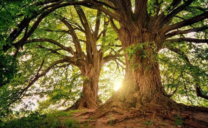 ખેતરમાં ઉગશે ‘સોનું’: મહોગનીના વૃક્ષથી થશે લાખોની કમાણી 3 Mahogany tree cultivation 2.jpeg