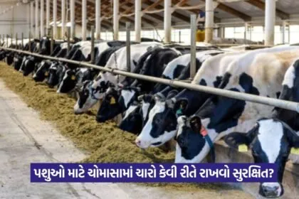 monsoon fodder precautions 1