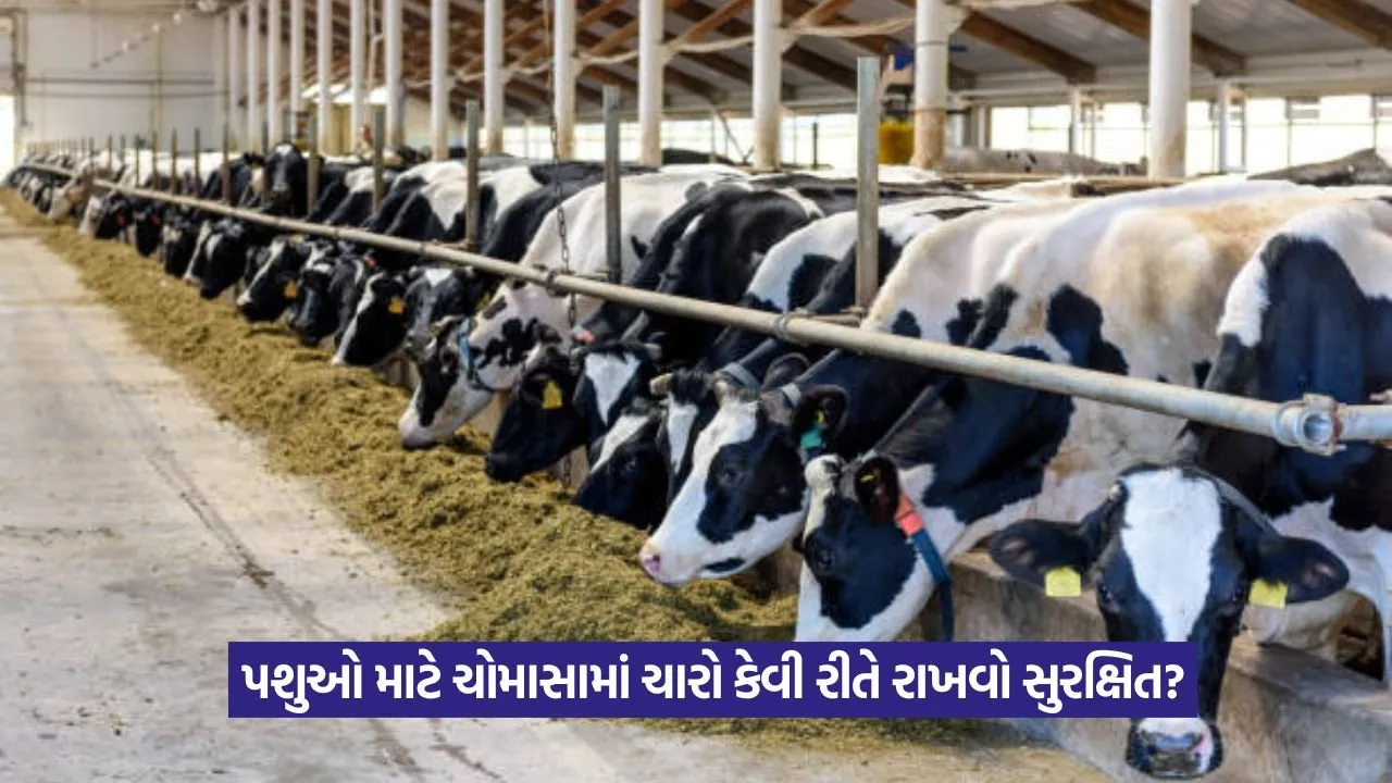 ઝેરી બની શકે ચારો! ચોમાસામાં પશુપાલકો સાવધાન રહે 23 monsoon fodder precautions 1.jpeg