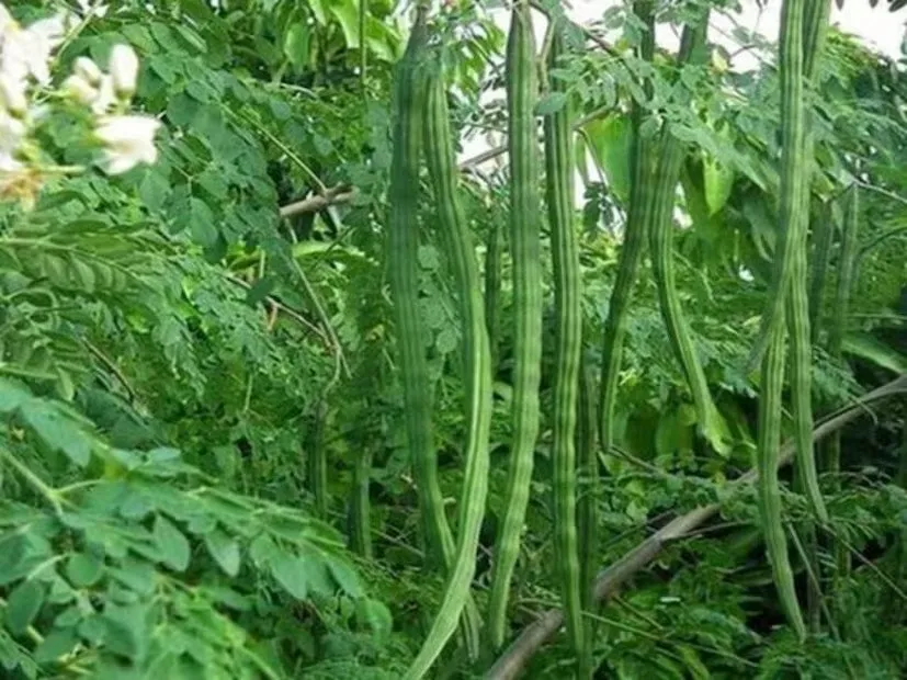 365 દિવસ સરગવાથી થશે મોટા પ્રમાણમાં કમાણી 2 Drumstick Farming 3.jpeg
