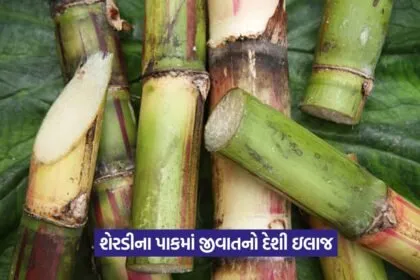 pest infestation in sugarcane crop 1