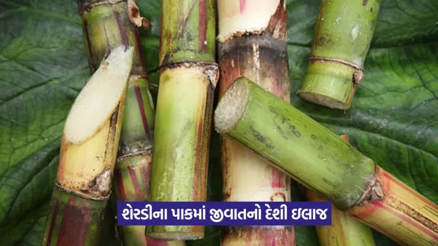 pest infestation in sugarcane crop 1