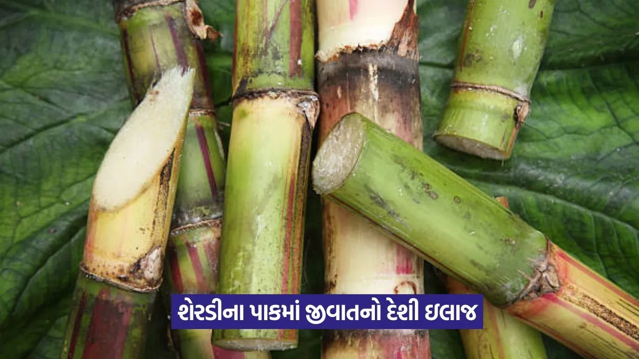 pest infestation in sugarcane crop 1.jpeg
