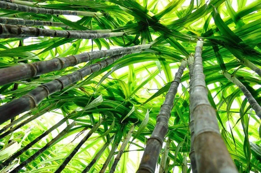 શેરડીના પાકમાં જીવાતનો ઉકેલ માત્ર ₹100માં! 2 pest infestation in sugarcane crop 1.jpg