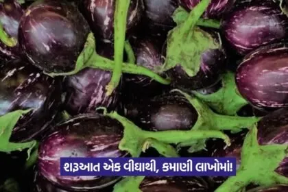 brinjal farming 1