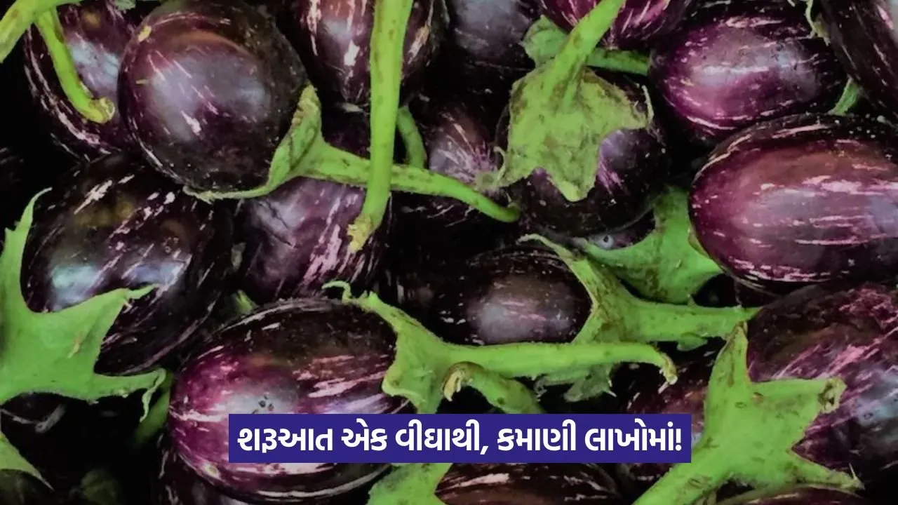 brinjal farming 1.jpeg