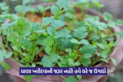 Coriander Growing Tips 1