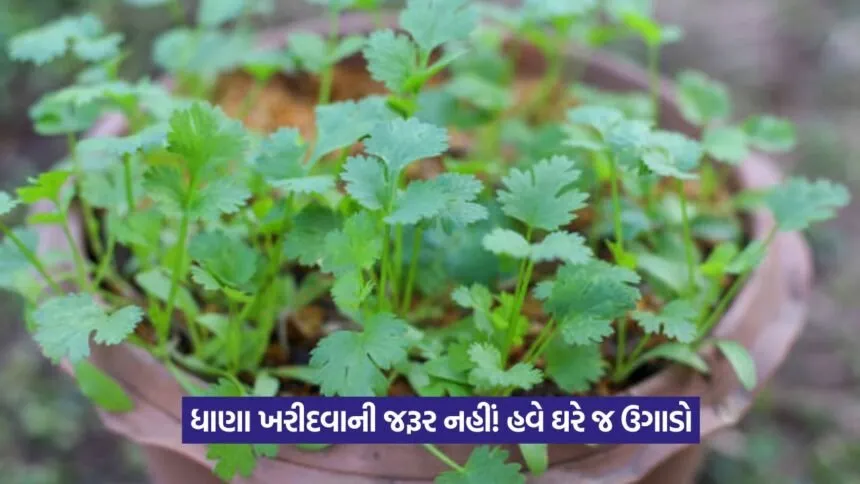 Coriander Growing Tips 1