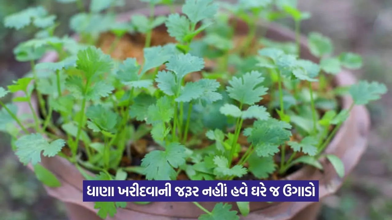 Coriander Growing Tips 1.jpeg
