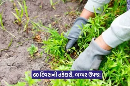weed control in kharif crops 1