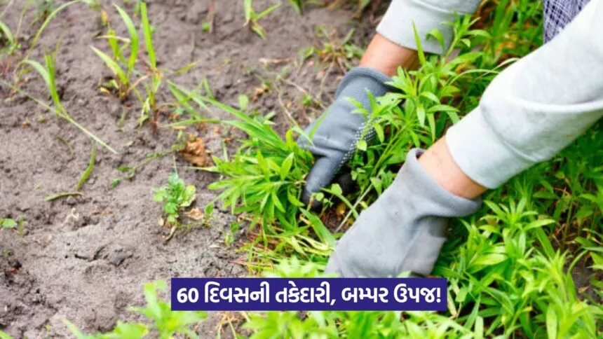 weed control in kharif crops 1