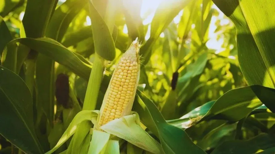 ડાંગર-મકાઈ-સોયાબીન: પાક બચાવવાનો દેશી મંત્ર - સમયસર નીંદણ નિયંત્રણ 3 weed control in kharif crops 1.jpg