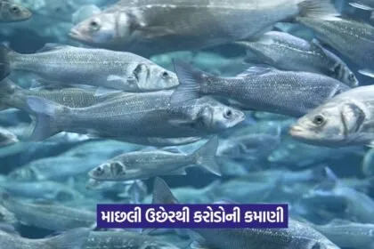 Fish farming success story 1