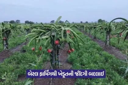 dragon fruit barrel farming 3