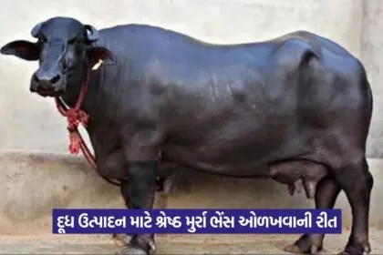 Murrah Buffalo Identification 1