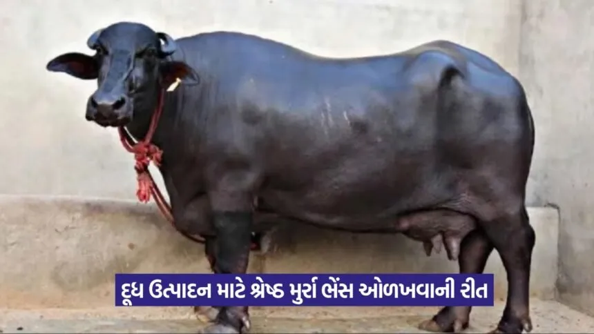 Murrah Buffalo Identification 1