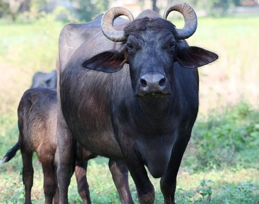 Murrah Buffalo Identification 2.jpg