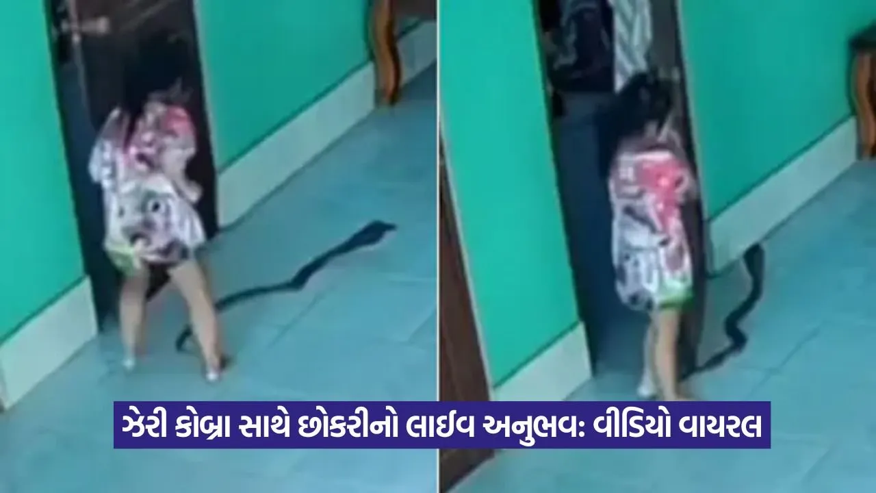 Video: હૃદય થંભાવી દેશે આ દ્રશ્ય: બાળકીએ દરવાજો ખોલતા જ કિંગ કોબ્રા સામે આવ્યો! 22 gril.jpg